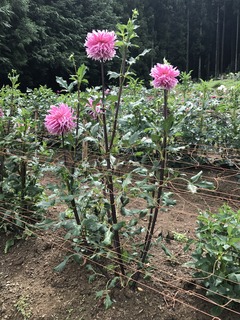 20180824_021146417_iOS