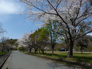 桜満開！