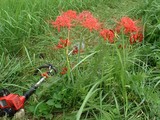 曼珠沙華