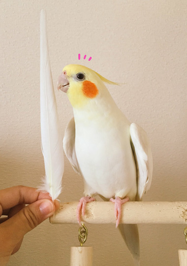 飼い主の期待に律儀に応えてくれるオカメインコ マルといっしょ Powered By ライブドアブログ