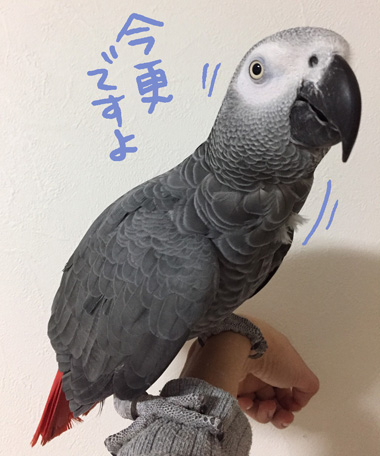 S__12746781