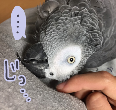 S__12746779