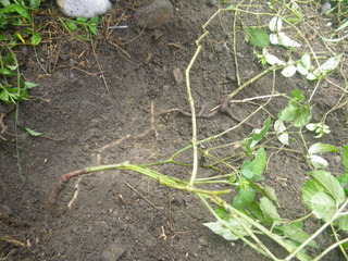 IMGP0113