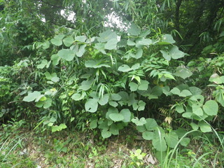 IMGP0087