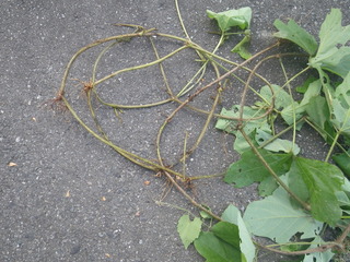 IMGP0156