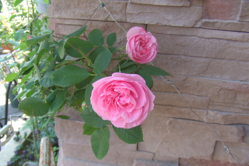 DSCF1035