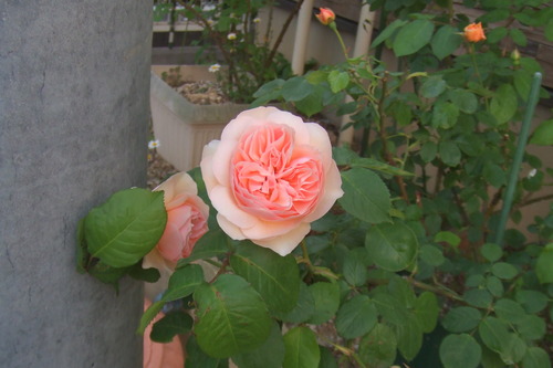 DSCF1136