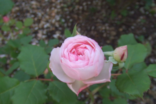 DSCF1034