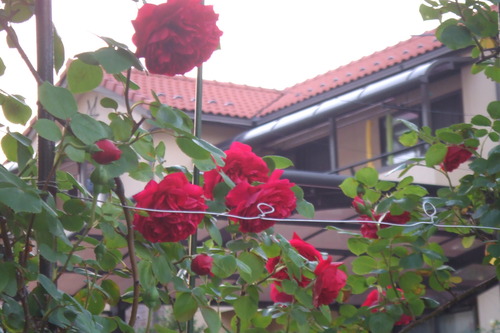DSCF1139