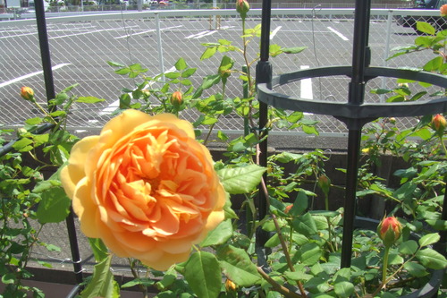 DSCF1038