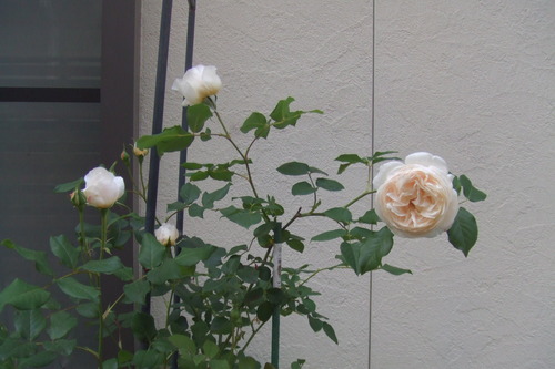 DSCF1090