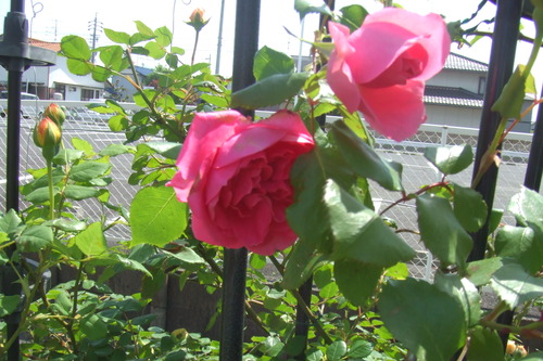 DSCF1037