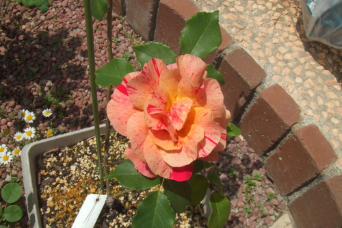 DSCF1044
