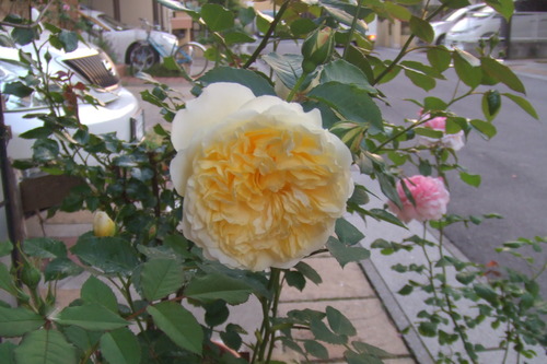 DSCF1133