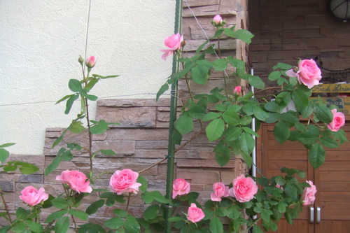 DSCF1085
