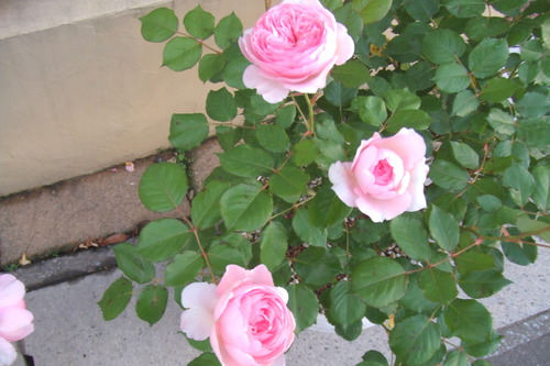 DSCF1131