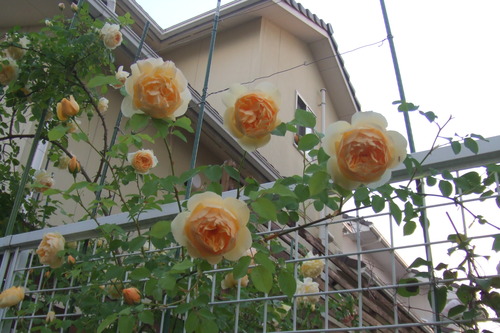 DSCF1138