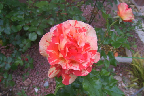 DSCF1092