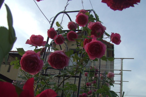 DSCF1248