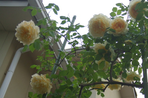 DSCF1101