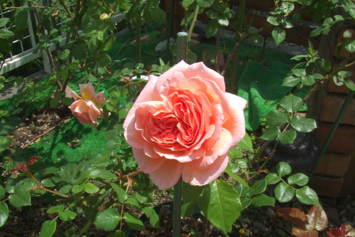 DSCF1041