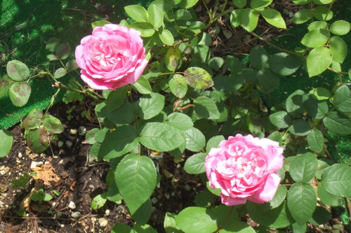 DSCF1040