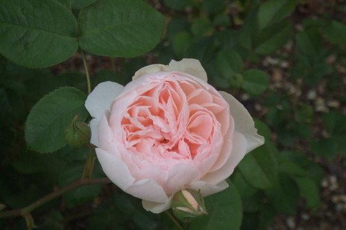 DSCF1097