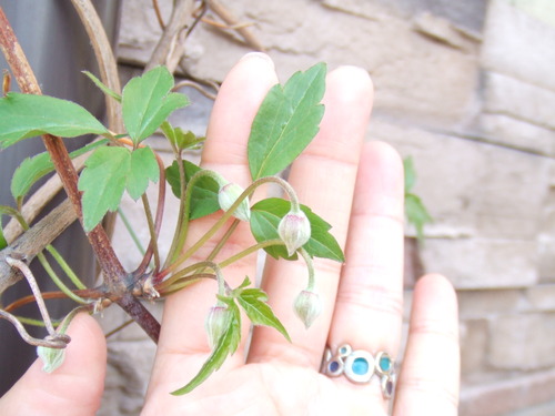 DSCF0695
