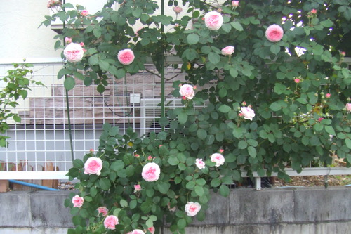 DSCF1102