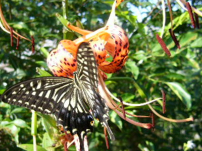 P1370127