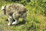 ふん闘中