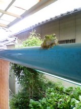 物干しカエル