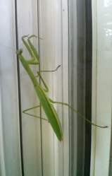 でっかいカマキリ