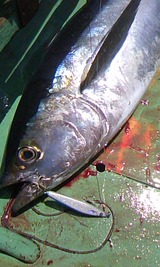 20c9a387.jpg