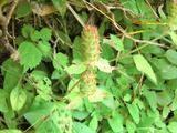 夏枯草