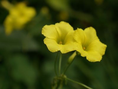 オオキバナカタバミ