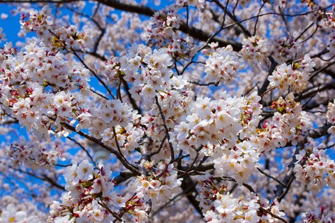 dainamaphoto_98