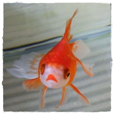 ひらひら金魚ちゃん : 関東錦鯉 鯉の利休 スタッフブログ