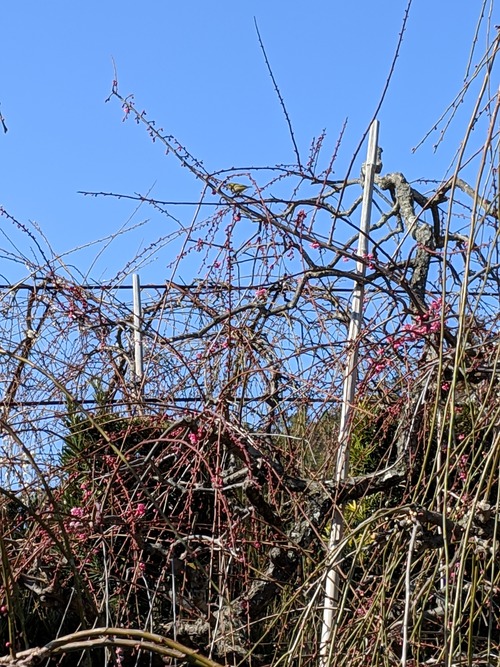 MVIMG_20190217_100222