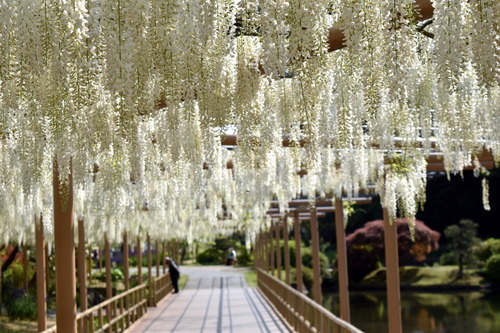 shirofuji0646-thumb-800x533-3306