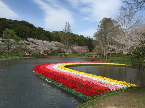 桜IMG_1924