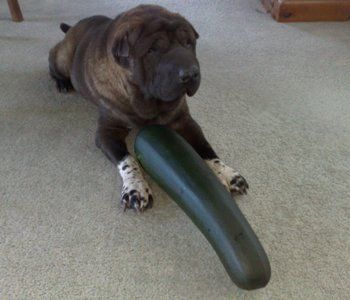 bigzu