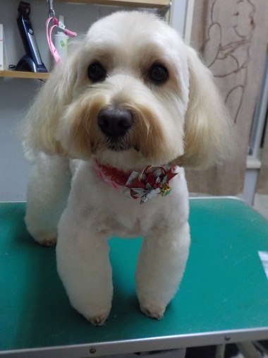ピート