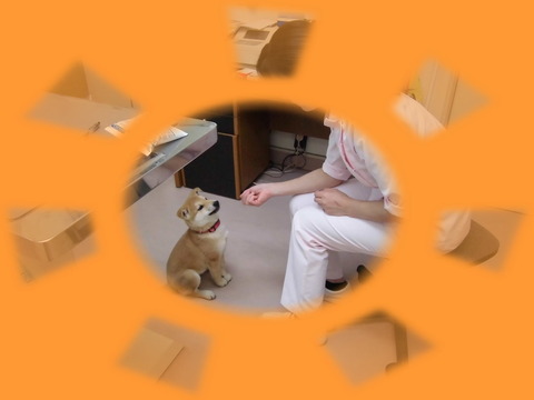 まめ おすわり