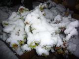 snow1