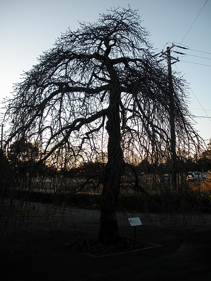 DSCN0593