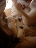 フクと子猫