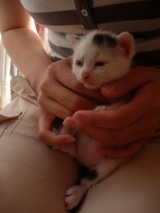 フクと子猫2