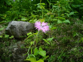 IMGP6757