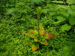 IMGP6747